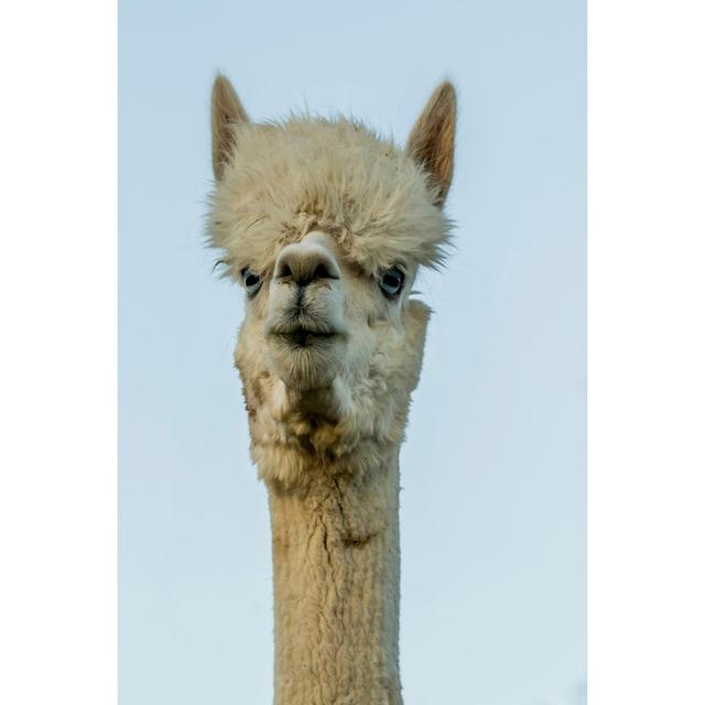 Alpaca Portrait IV by Tyler Stockton - Wrapped Canvas Photograph Bloomsbury Market Size: 76cm H x 51cm W x 3.8cm D on Productcaster.