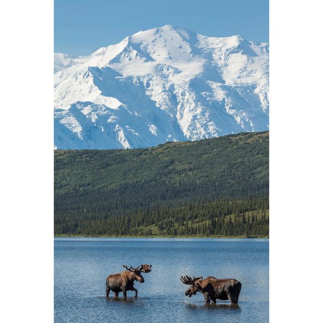 Two Bull Moose Feeding In Wonder Lake Union Rustic Size: 76cm H x 51cm W x 3.8cm D on Productcaster.