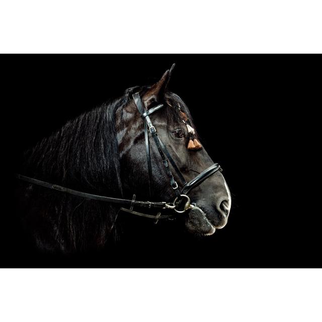 Horse Portrait by Pixalot - Wrapped Canvas Art Prints Marlow Home Co. Size: 81cm H x 122cm W on Productcaster.