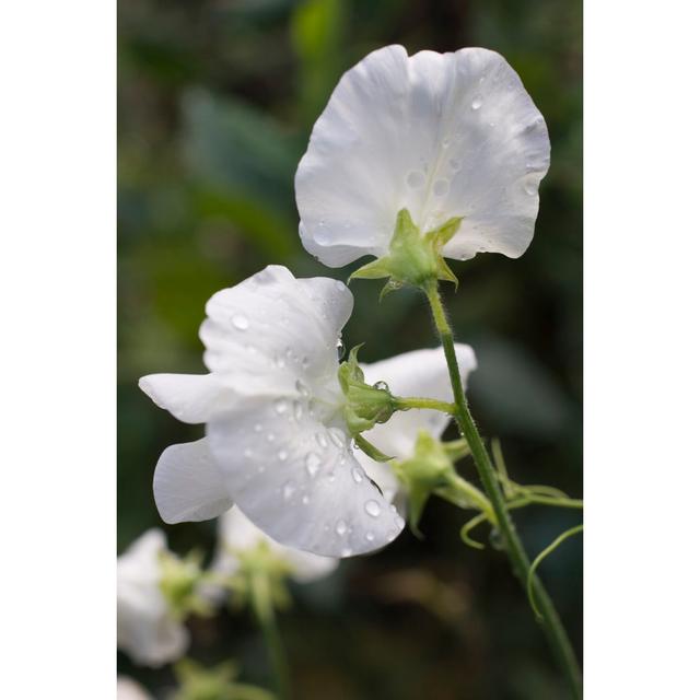 Georgianne Sweet Pea Cultivar - Wrapped Canvas Print Latitude Run Size: 91cm H x 61cm W x 3.8cm D on Productcaster.