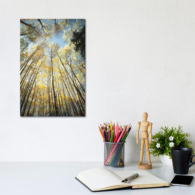 Looking Up Golden Aspens II by Ann Hudec - Wrapped Canvas Print Alpen Home Size: 30.48cm H x 20.32cm W x 1.905cm D on Productcaster.