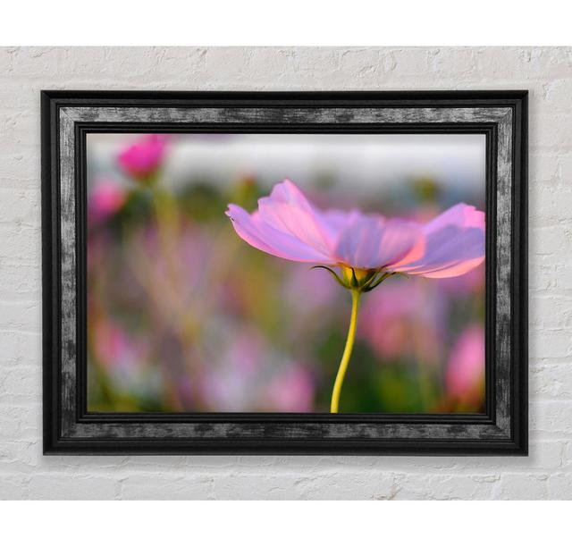 Another Side Of A Poppy - Print Bright Star Size: 29.7cm H x 42cm W x 8cm D on Productcaster.