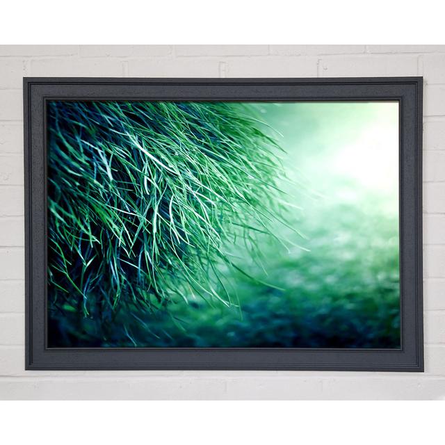 Pure Grass Framed Print Ebern Designs Size: 59.7cm H x 84.1cm W x 1.5cm D on Productcaster.