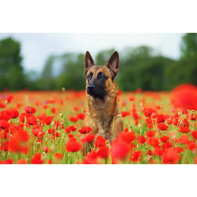 Belgian Shepherd Dog - Wrapped Canvas Print 17 Stories Size: 81cm H x 122cm W x 3.8cm D on Productcaster.