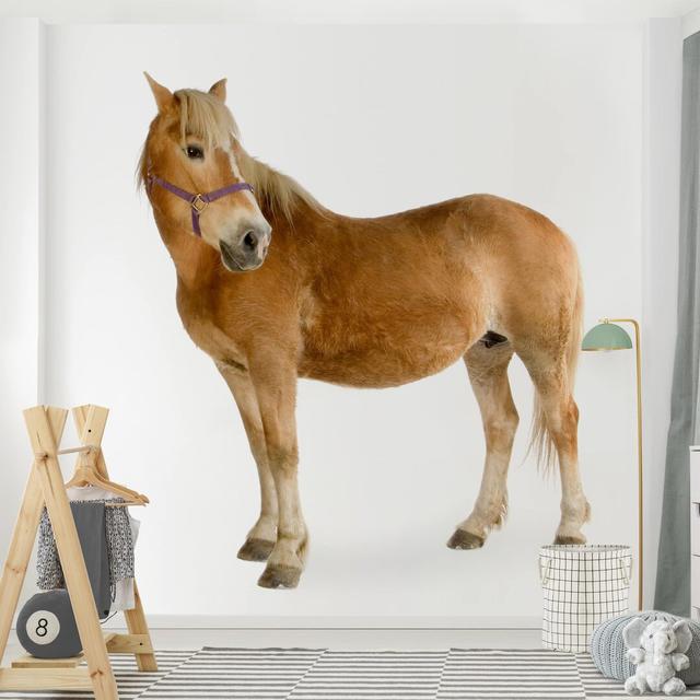 Haflinger 2.88m x 2.88m Textured Matte Peel & Stick Wall Mural East Urban Home Size: 240" L x 240" W on Productcaster.