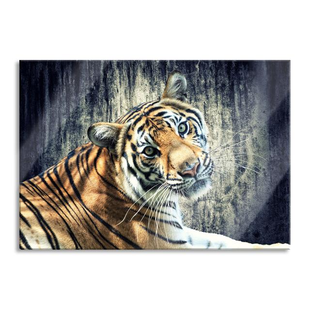 Curious Tiger - No Frame Print on Glass Brayden Studio Size: 70cm H x 100cm W x 0.4cm D on Productcaster.