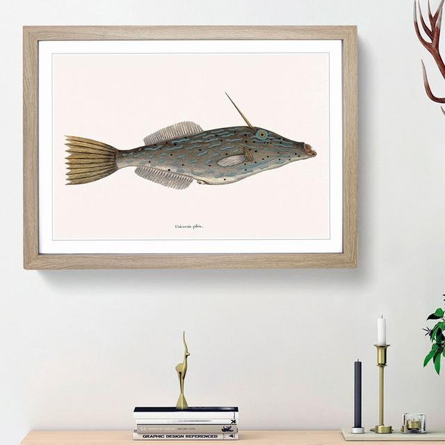 Bahama Unicorn Fish by Mark Catesby - Picture Frame Painting Print East Urban Home Size: 62cm H x 87cm W x 2cm D, Frame Option: Oak Framed on Productcaster.