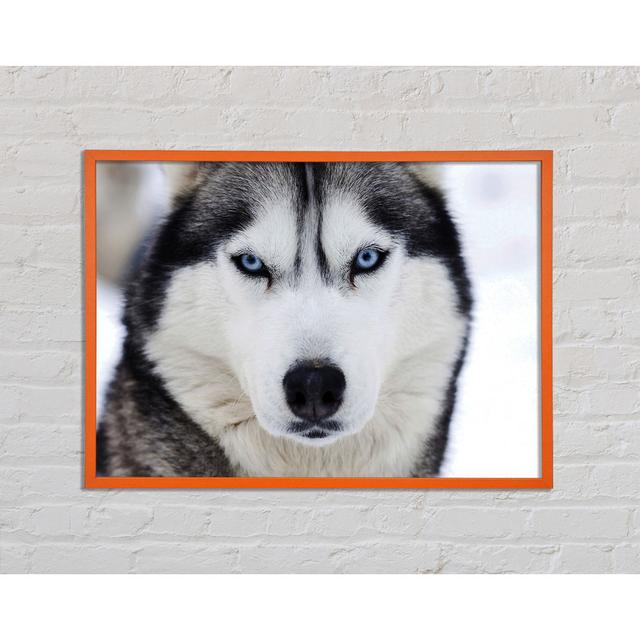 Anneheide Husky Dog Snow Face - Single Picture Frame Art Prints Brayden Studio Size: 42cm H x 59.7cm W x 2cm D on Productcaster.