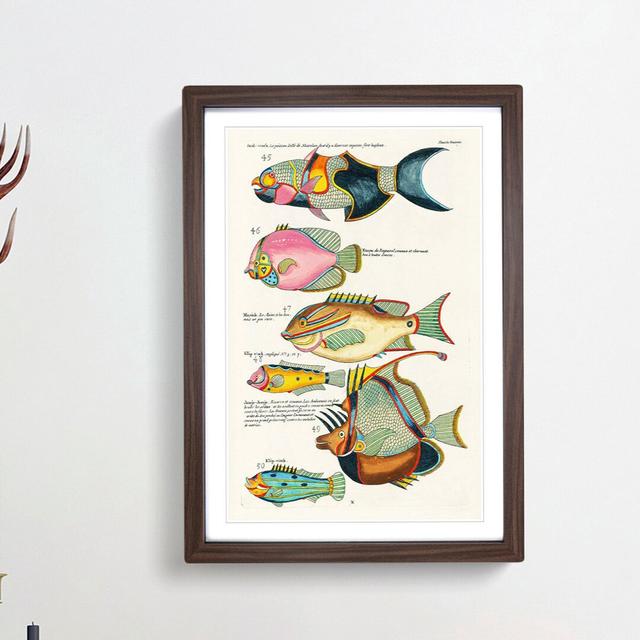 East Indies Fish Illustrations Dixieme K by Louis Renard - Picture Frame Painting Print East Urban Home Frame Option: Walnut Framed, Size: 48cm H x 36 on Productcaster.