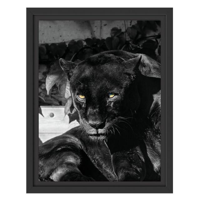 Gerahmter Fotodruck Black Panther East Urban Home Farbe: Schwarz/Grau, Größe: 100 cm H x 70 cm B x 2,4 cm T on Productcaster.