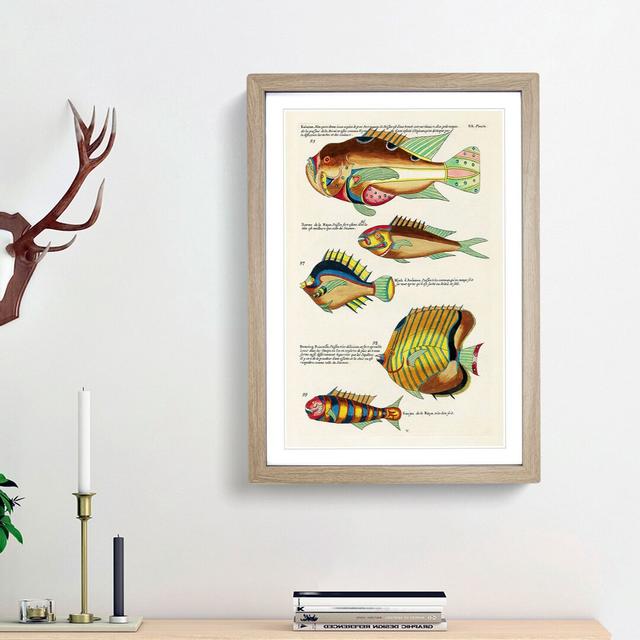 East Indies Fish Illustrations XX by Louis Renard - Picture Frame Graphic Art Print East Urban Home Size: 36cm H x 27cm W x 2cm D, Frame Option: Oak F on Productcaster.