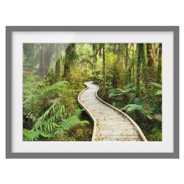 Path in the Primeval Forest Framed Photographic Art Print East Urban Home Size: 50 cm H x 70cm W, Frame Options: Matt grey on Productcaster.