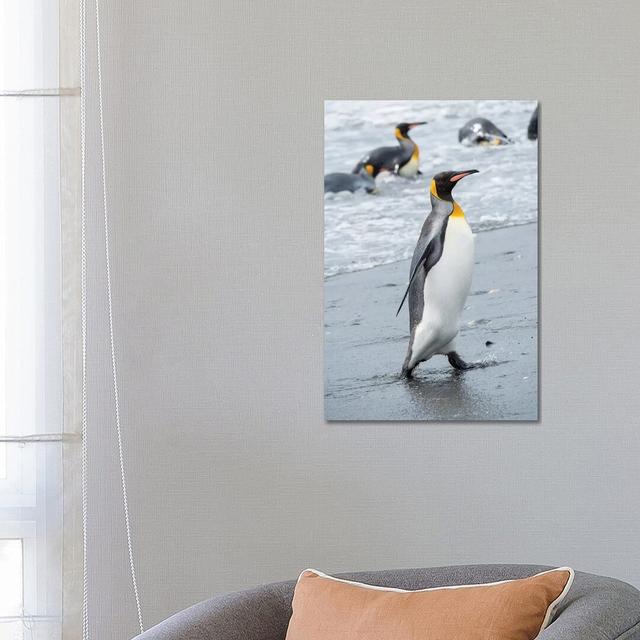 King Penguin Rookery on Salisbury Plain in the Bay of Isles. South Georgia Island by Martin Zwick - Photograph House of Hampton Size: 66.04cm H x 45 on Productcaster.