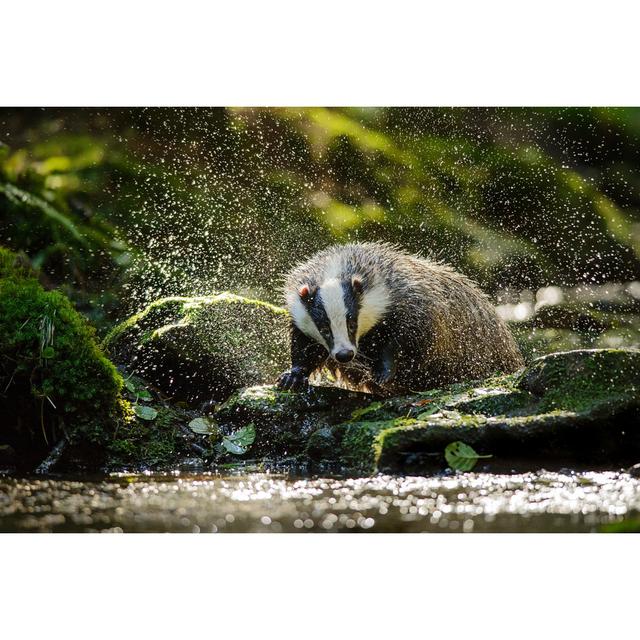 European Badger by Sduben - Wrapped Canvas Photograph Ebern Designs Size: 51cm H x 76cm W x 3.8cm D on Productcaster.