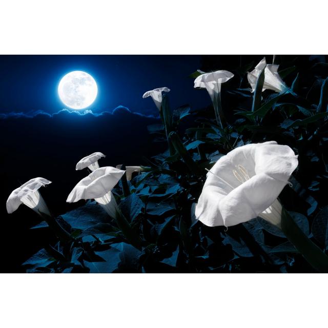 Moonflower Bush Blooms - Print 17 Stories Size: 20cm H x 30cm W x 3.8cm D on Productcaster.