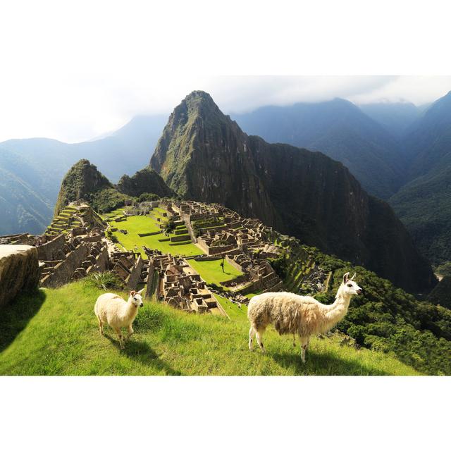 Llama At Peru by - on Alpen Home Size: 81cm H x 122cm W x 3.8cm D on Productcaster.