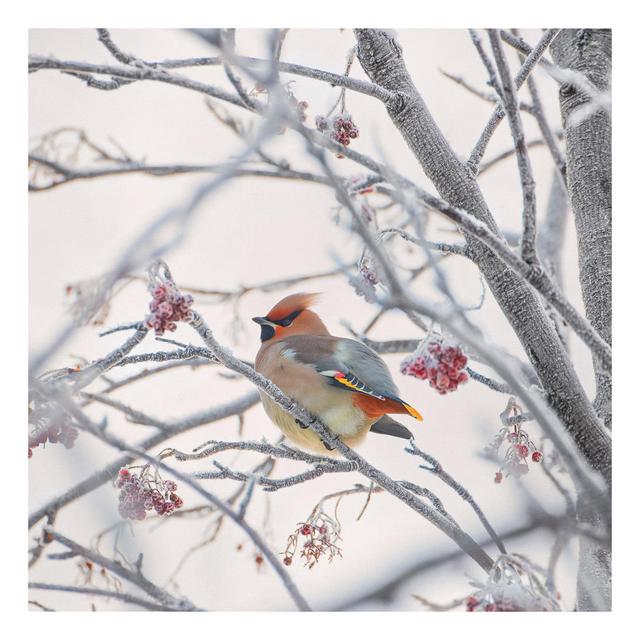 Leinwandbild Waxwing in a Tree Rosalind Wheeler Größe: 80 cm H x 80 cm B, Format: 260 g/m² Canvas on Productcaster.