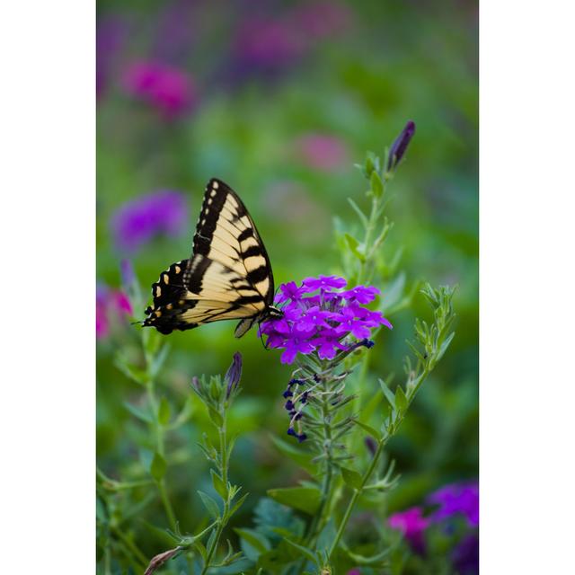 Swarthout Butterfly by Xenlights - Wrapped Canvas Photograph Latitude Run Size: 46cm H x 30cm W x 3.8cm D on Productcaster.