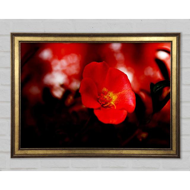 Cherry Red - Single Picture Frame Art Prints Ebern Designs Size: 29.7cm H x 42cm W x 1.5cm D on Productcaster.