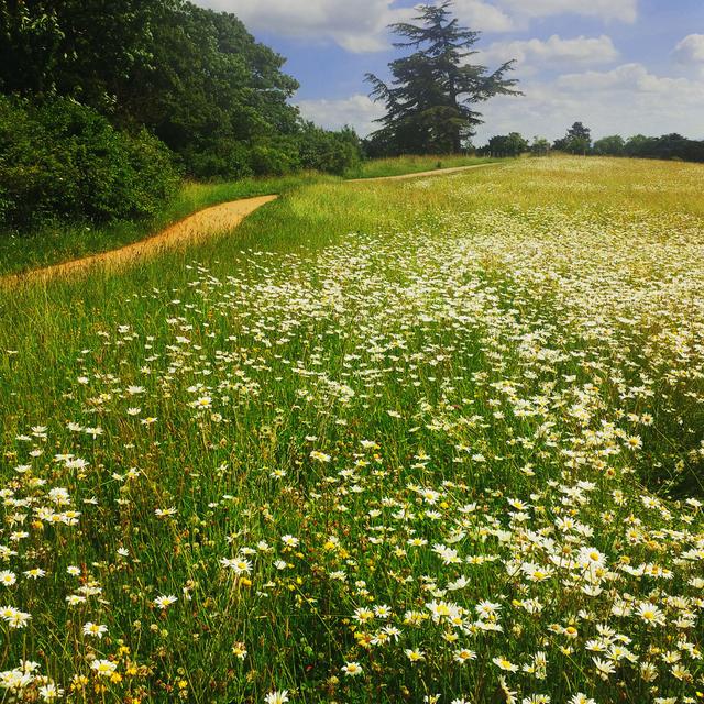 Field by Kodachrome25 - No Frame Art Prints on Canvas 17 Stories Size: 91cm H x 91cm W on Productcaster.