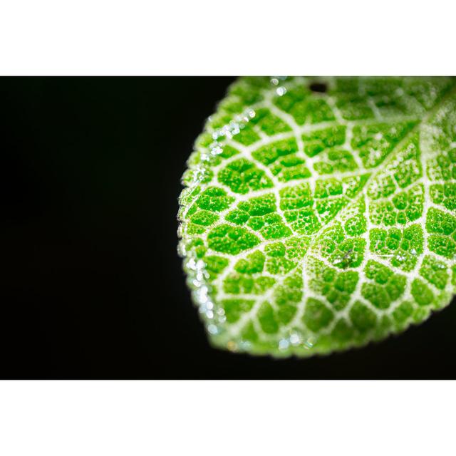 Closeup Green Leaf by Coffeekai - Wrapped Canvas Photograph 17 Stories Size: 51cm H x 76cm W on Productcaster.