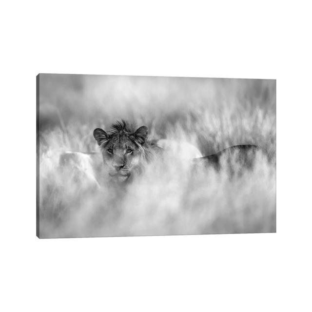 Subtle Mane by Jaco Marx - Wrapped Canvas Photograph Alpen Home Size: 45.72cm H x 66.04cm W x 3.81cm D on Productcaster.