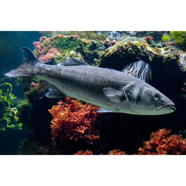 Underwater Shot by Zocha_K - No Frame Art Prints on Canvas Beachcrest Home Size: 51cm H x 76cm W on Productcaster.