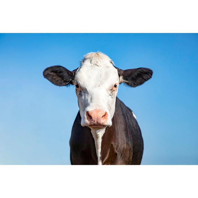 Black and White Cow, Grumpy Look, Pink Nose and As Background a Blue Sky - Wrapped Canvas Photograph August Grove Size: 60.96cm H x 91.44cm W on Productcaster.