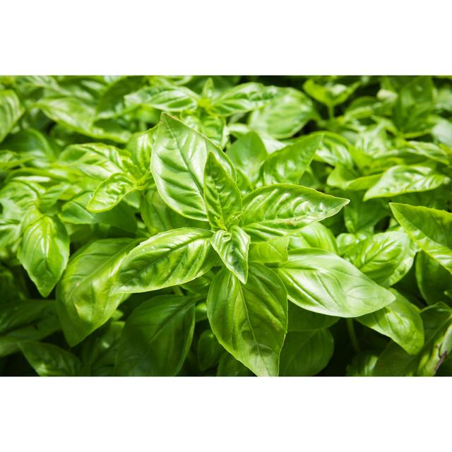 Natural Herb Basil Plant by YinYang - No Frame Art Prints on Canvas 17 Stories Size: 30cm H x 46cm W on Productcaster.