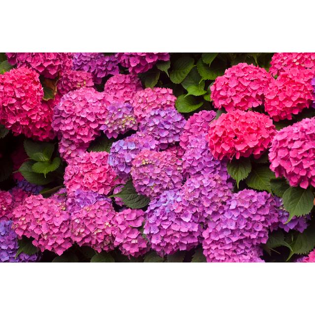 Pink And Purple Hydrangeas - Wrapped Canvas Art Prints Latitude Run Size: 81cm H x 122cm W on Productcaster.