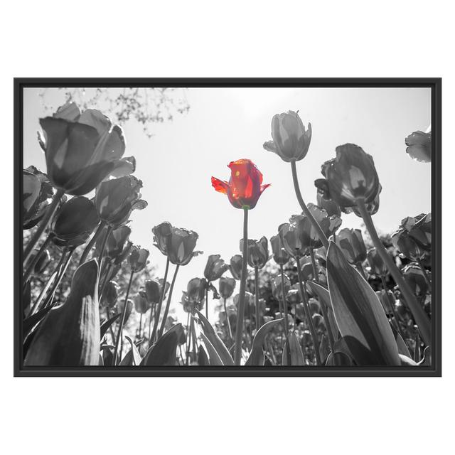 Gerahmtes Wandbild Tulpenfeld Froschperspektive East Urban Home Größe: 70 cm H x 100 cm B on Productcaster.