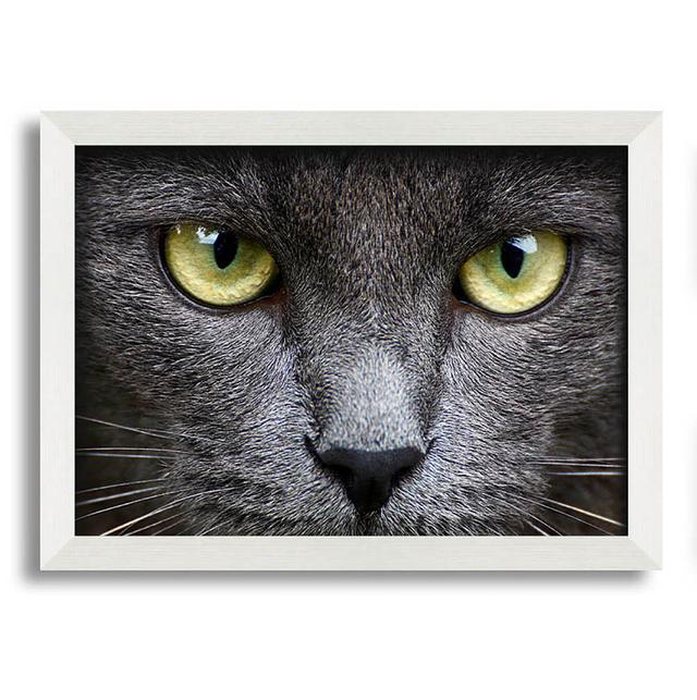 Gasparilla Smokey Grey Cat - Single Picture Frame Art Prints Latitude Run Size: 21cm H x 29.7cm W x 10cm D on Productcaster.