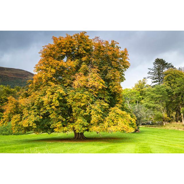 Liberatore European Horse-Chestnut - Wrapped Canvas Photograph Latitude Run Size: 61cm H x 91cm W x 3.8cm D on Productcaster.