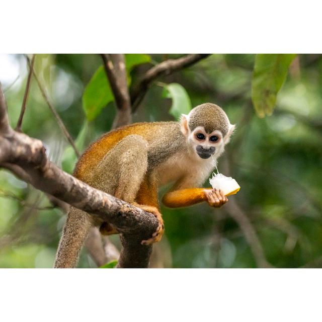 Saephan Squirrel Monkey Latitude Run Size: 61cm H x 91cm W x 3.8cm D on Productcaster.