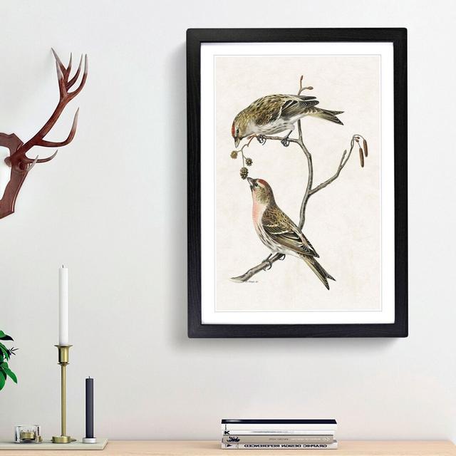 Common Linnet Birds by Von Wright - Picture Frame Painting Print East Urban Home Size: 48cm H x 36cm W x 2cm D, Frame Option: Black Framed on Productcaster.