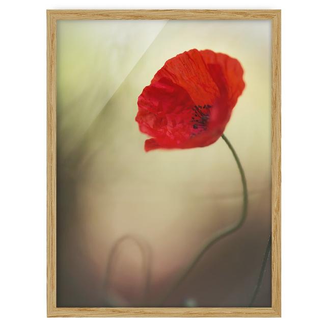 Poppy Blossom in the Garden - Picture Frame Graphic Art Marlow Home Co. Frame Option: Oak Framed, Size: 40cm H x 30cm W x 2cm D on Productcaster.