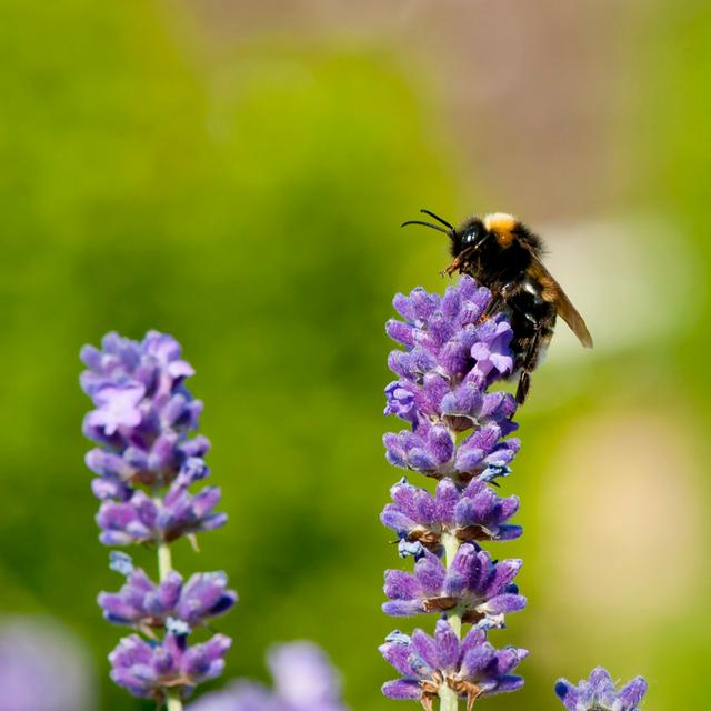 Tekoa Bumble Bee On Lavender - Wrapped Canvas Print Latitude Run Size: 76cm H x 76cm W x 3.8cm D on Productcaster.