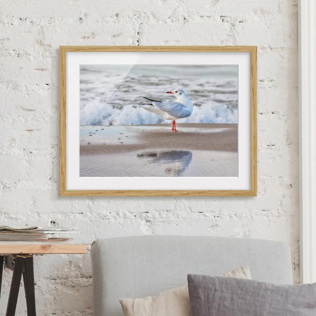 Picture With Frame - Seagull On Beach In Front Of Sea - Landscape 3:4_Matte Highland Dunes Size: 30cm H x 40cm W x 2cm D, Frame Option: Brown on Productcaster.