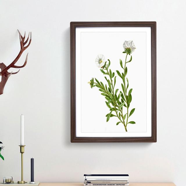 Silverbush Flowers by Pierre-Joseph Redoute - Picture Frame Painting Print East Urban Home Frame Option: Walnut Framed, Size: 48cm H x 36cm W x 2cm D on Productcaster.