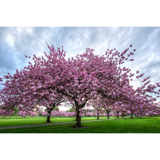 Cherry Blossom Trees by Mikeuk - No Frame Print on Canvas 17 Stories Size: 61cm H x 91cm W on Productcaster.