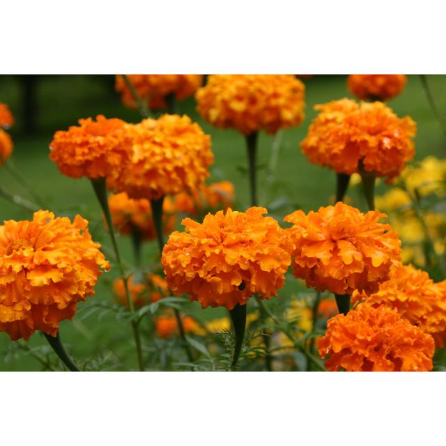 Leddi Summer's Marigolds - Wrapped Canvas Print 17 Stories Size: 61cm H x 91cm W x 3.8cm D on Productcaster.