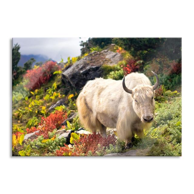 Beautiful Yak Himalayas - Unframed Photograph on Glass Union Rustic Size: 60cm H x 80cm W x 0.4cm D, Colour: Green on Productcaster.