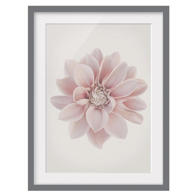 Dahlia Flower Pastel White Pink - Picture Frame Graphic Art Ebern Designs Frame Option: Grey Framed, Size: 55cm H x 40cm W x 2cm D on Productcaster.