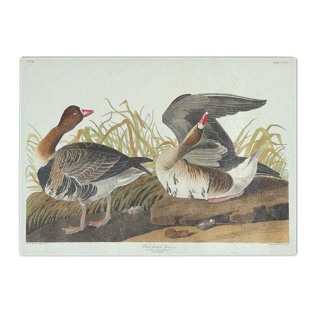 Tempered Glass Goose by John James Audubon Chopping Board East Urban Home Size: 39 cm x 28.5 cm on Productcaster.