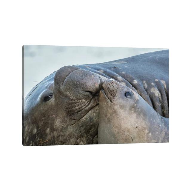 Southern Elephant Seal, Bull And Female On Beach. South Georgia Island by Martin Zwick - Wrapped Canvas Print Latitude Run Size: 30.48cm H x 45.72cm W on Productcaster.