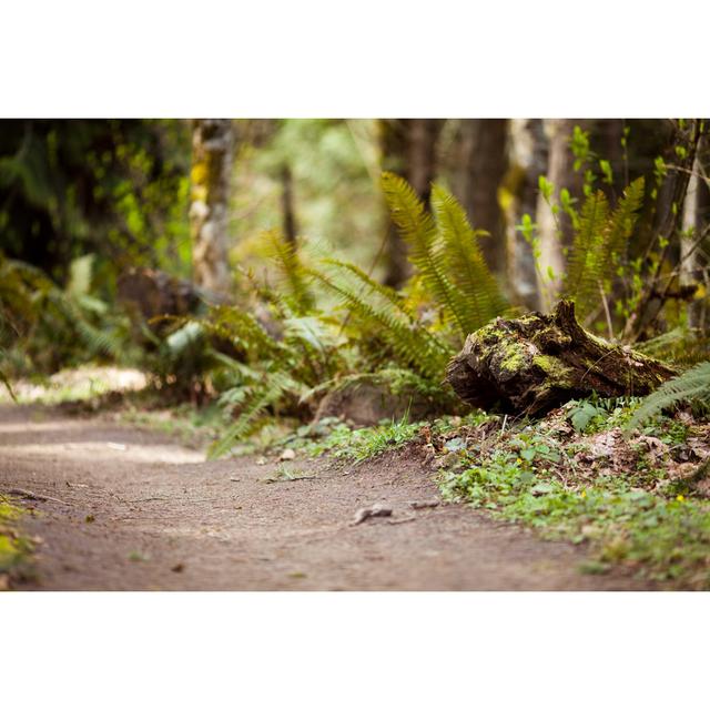 Forest Path - No Frame Print on Canvas Alpen Home Size: 20cm H x 30cm W on Productcaster.