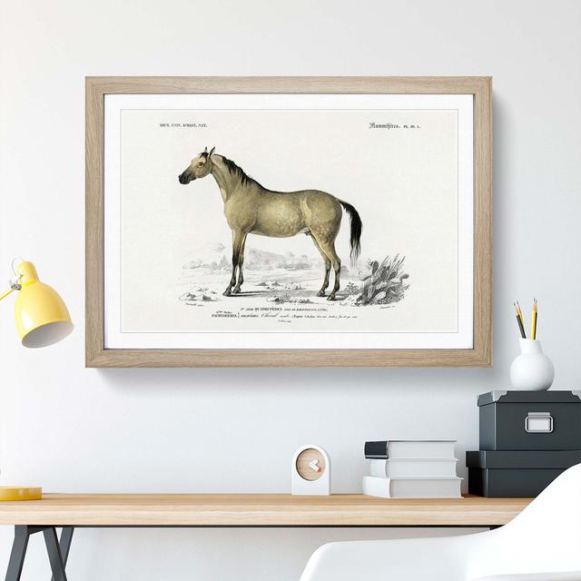 Horse Illustration PL.10a by Charles d'Orbigny - Picture Frame Painting Print East Urban Home Frame Option: Oak Framed, Size: 48cm H x 65cm W x 2cm D on Productcaster.