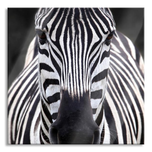 Close-Up Zebra - No Frame Print on Glass Gracie Oaks Size: 70cm H x 70cm W x 0.4cm D on Productcaster.