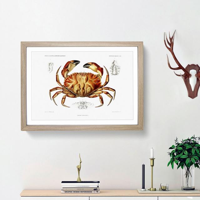 Crab by Albert I - Picture Frame Painting Print East Urban Home Frame Option: Oak Framed, Size: 27cm H x 36cm W x 2cm D on Productcaster.