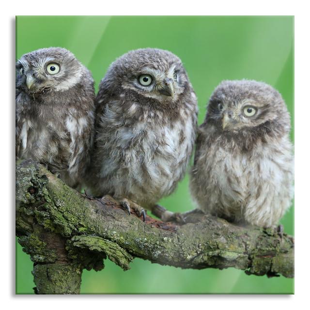 Three Owls On A Branch - No Frame Print on Glass Union Rustic Size: 60cm H x 60cm W x 0.4cm D on Productcaster.